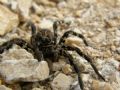 Lycosa sp.